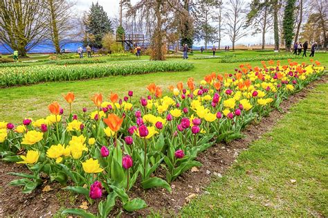 morges tulpen|Morges Tulip Festival